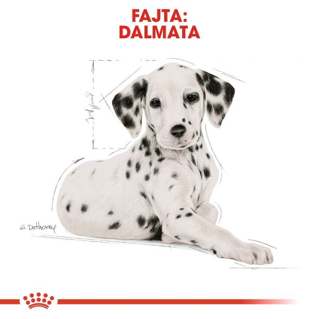 Dalmatian royal canin sale