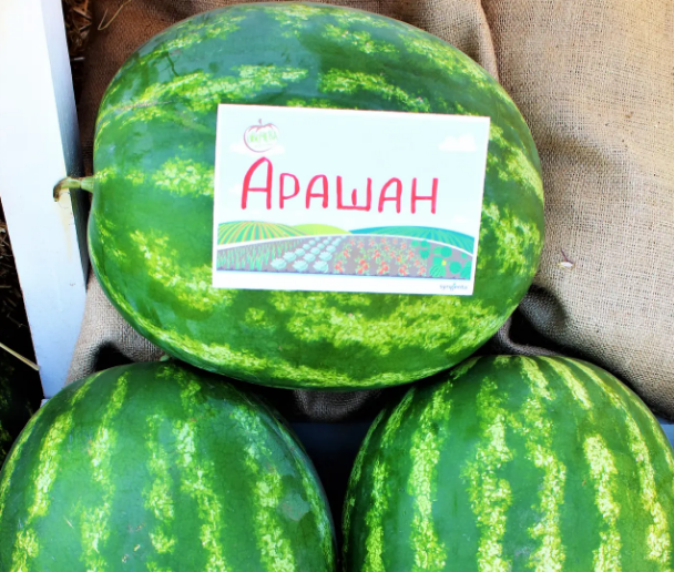 Семена Арбуз Арашан, 2 г (ФлораМаркет) - изображение 2