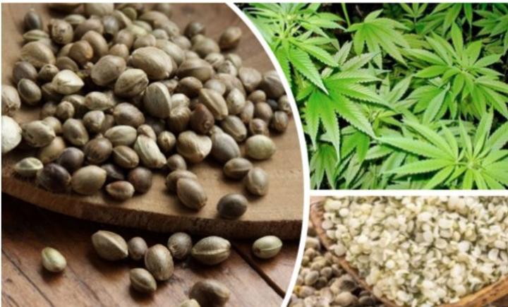 Изображения по запросу Семена марихуаны
