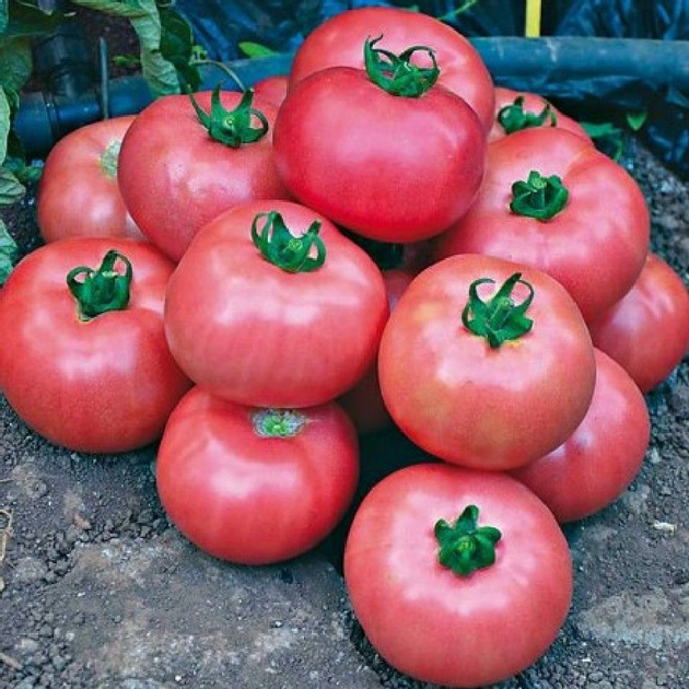 Насіння Томат Божественний, 0,1 г (GL Seeds) - зображення 4