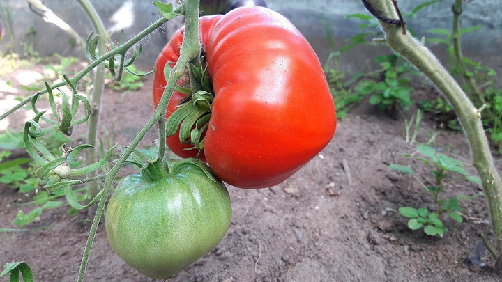 Насіння Томат Кінг-Конг, 0,15 г (GL Seeds) - зображення 5