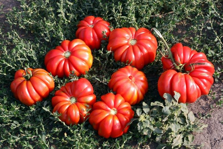 Насіння Томат Грибний лук, 0,15 г (GL Seeds) - зображення 5