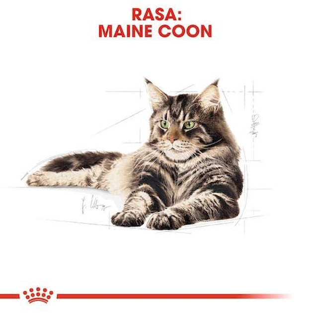 Упаковка вологого корму для дорослих кішок ROYAL CANIN Maine Coon 12 x 85 г (9003579001202) - зображення 5
