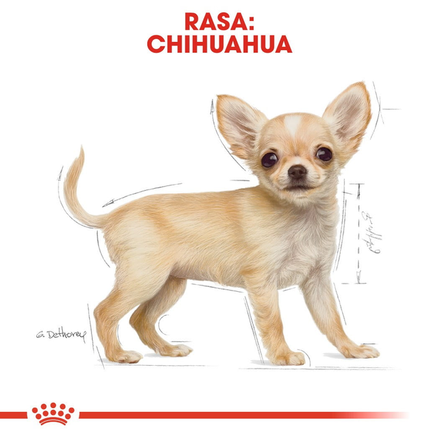 Sucha karma dla szczeniąt rasy chihuahua Royal Canin Chihuahua Puppy 1.5kg (3182550722544) (24380151) - obraz 7