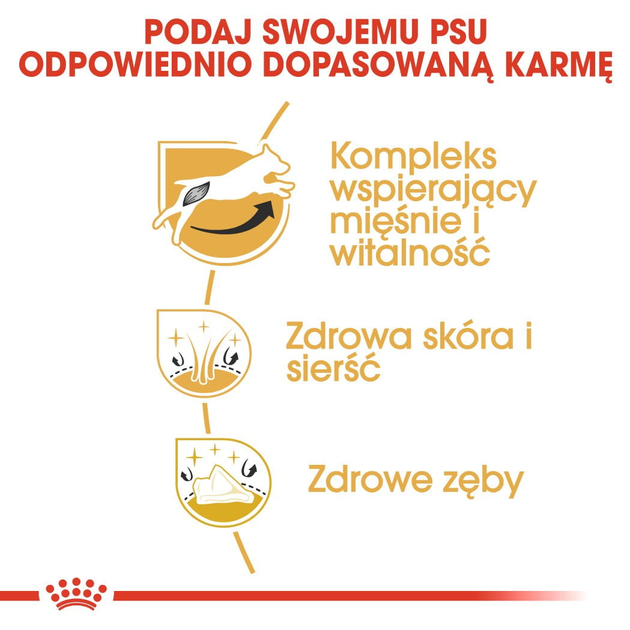 Sucha karma dla psów Jack Russell Terrier Royal Canin 1.5kg (3182550821414) - obraz 5