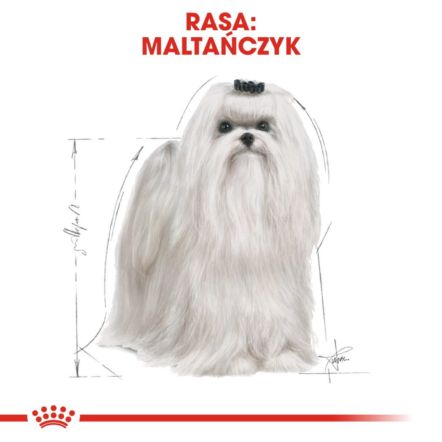 Sucha karma pełnoporcjowa dla dorosłych i starzejących się psów rasy maltańczyk Royal Canin Maltese Adult w wieku 10 miesięcy i starsze 500 g (3182550782180) (3995005) - obraz 4