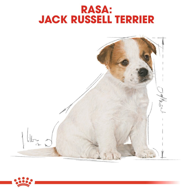 Sucha karma dla szczeniąt Royal Canin Jack Russel Puppy 1.5 kg (3182550822121) (21010151) - obraz 8