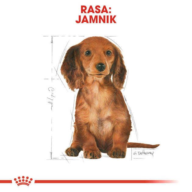 Sucha karma dla szczeniąt rasy jamnik Royal Canin Dachshund Puppy 1.5kg (3182550722575) (24370151) - obraz 6