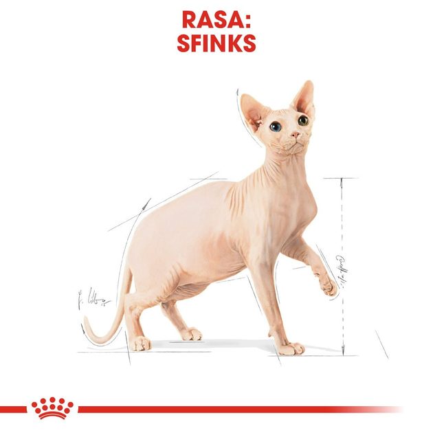 Sucha karma dla dorosłych kotów Royal Canin Sphynx Adult 10 kg (3182550758857) (2556100) - obraz 3