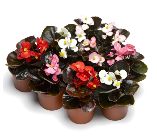 Насіння Бегонія Бада Бум F1, суміш, вічноквітуча, 20 шт (Syngenta Flowers) - зображення 3