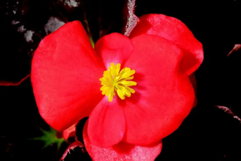 Насіння Бегонія Бада Бум F1, суміш, вічноквітуча, 20 шт (Syngenta Flowers) - зображення 5