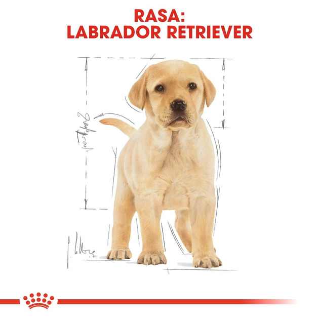 Sucha karma pełnoporcjowa dla szczeniąt Royal Canin Labrador Retriever Puppy dla rasy labrador retriver do 15 miesiąca życia 3 kg (3182550725507) - obraz 6