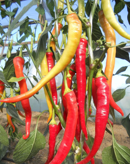 Семена Перец острый Бараний рог, 0,25 г (GL Seeds) - изображение 3