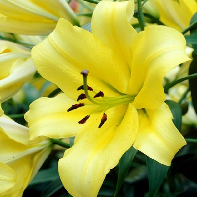 Лилия ОТ гибрид гигант Yelloween – купить онлайн на ROZETKA