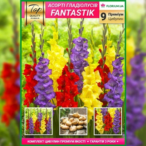 Преміум гладіолуси Fantastik (брендова упаковка) Florium (205211) - зображення 3