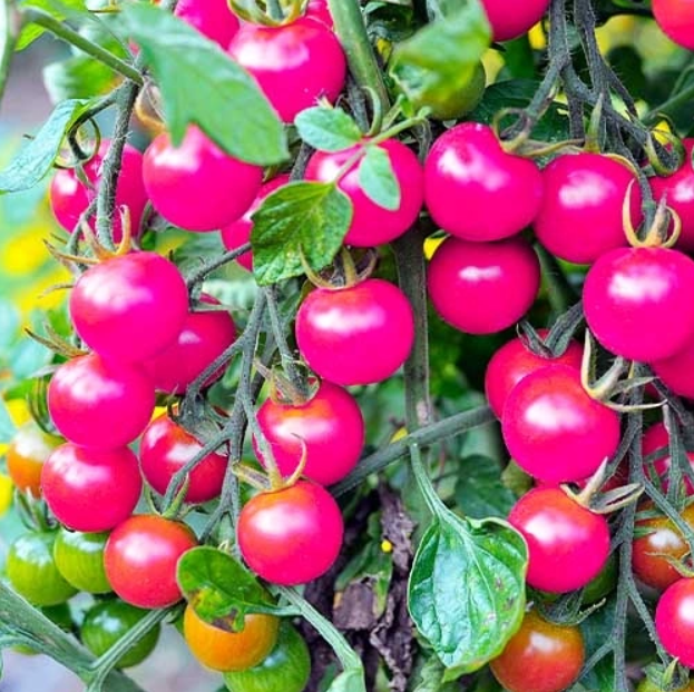 Семена Томат Очарование, 0,2 г (GL Seeds) - Фото 2 Семена Томат Очарование, 0,2 г (GL Seeds) - изображение 2