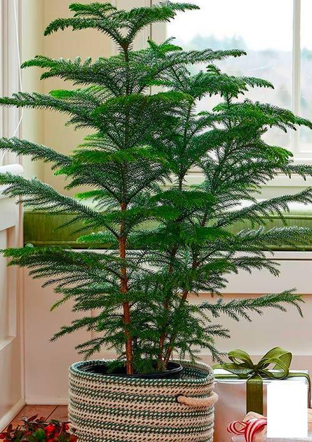 Араукария (Araucaria heterophylla) комнатная ель (51637) – фото, отзывы ...