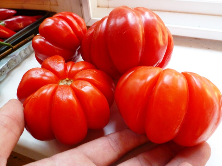 Насіння Томат Американський ребристий, 0,2 г (GL Seeds) - зображення 2