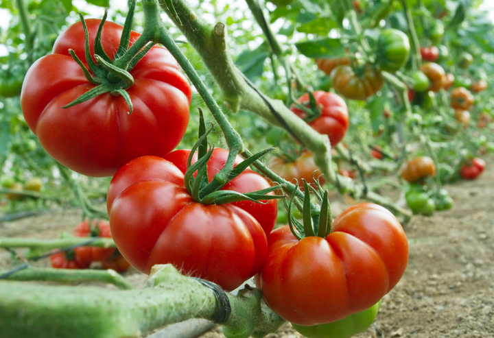 Насіння Томат Американський ребристий, 0,2 г (GL Seeds) - зображення 4