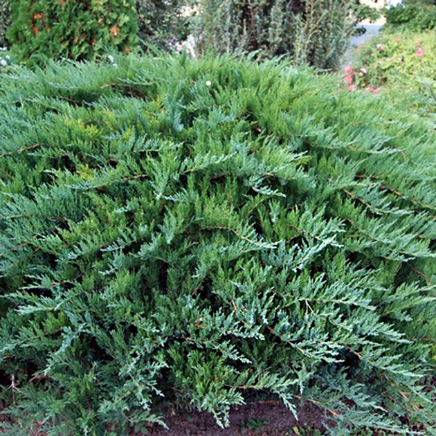 Ялівець козацький Tamariscifolia 1,5 л саджанець в горщику Matla ...