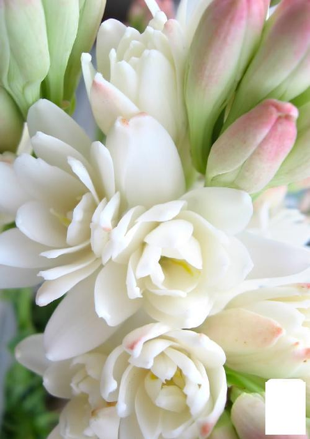 Тубероза "The Pearl" (Царица Ароматов) (52592) – фото, отзывы ...