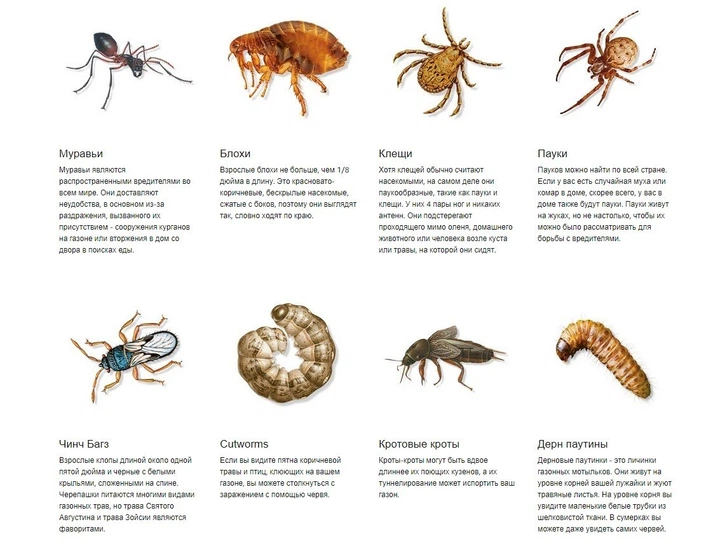 Максимальний захист від Мурах, Кліщів, Блох, Павуків, Сороконіжек. Для дому і саду 12 місяців. Спрей Ortho Home Defense - зображення 3