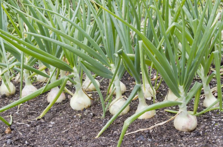 Семена Лук репчатый Серебряная луна, 1 г (GL Seeds) - Фото 4 Семена Лук репчатый Серебряная луна, 1 г (GL Seeds) - изображение 4