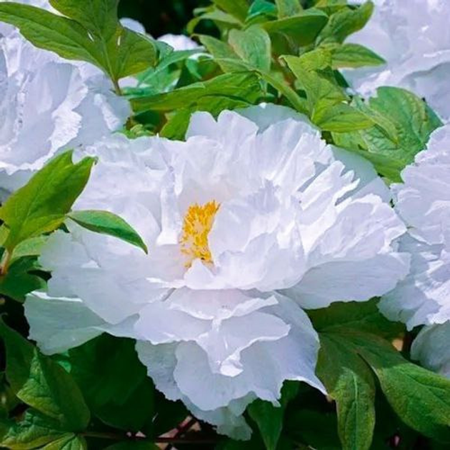 Пион древовидный японский белый Tree Peony (Закрытый корень С5 ...