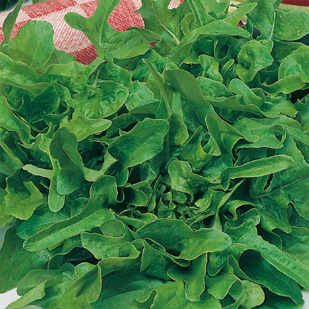 Насіння Салат Каталонія, листовий, 1 г (GL Seeds) - зображення 2
