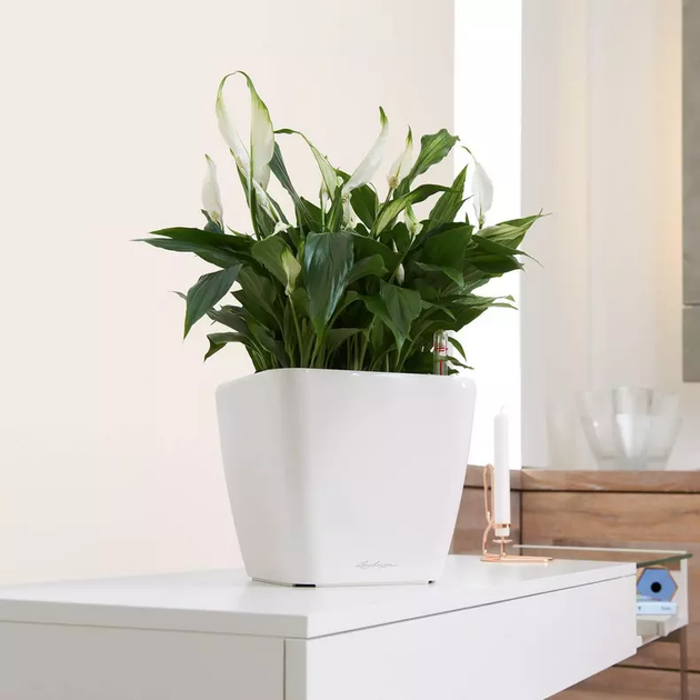 Вазон Lechuza Quadro Premium LS 28 Антрацитовый металлик - Фото 8 Вазон Lechuza Quadro Premium LS 28 Антрацитовый металлик - изображение 8