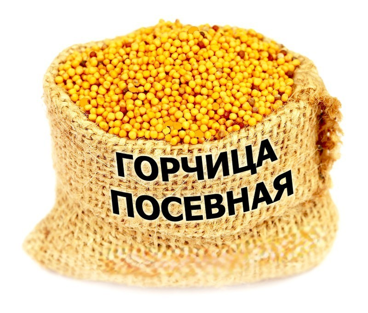 Семена Горчица Желтая, сидерат, на развес от 50 кг – фото, отзывы ...