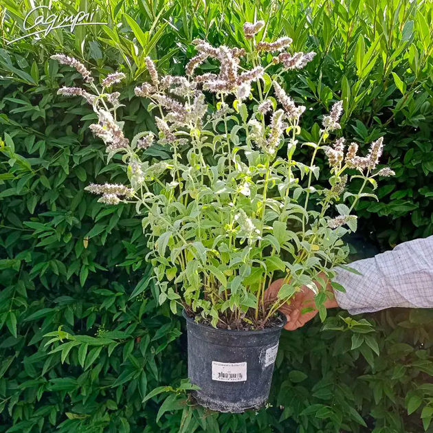 М'ята довголиста 'Buddleia'. Контейнер 2л - зображення 2