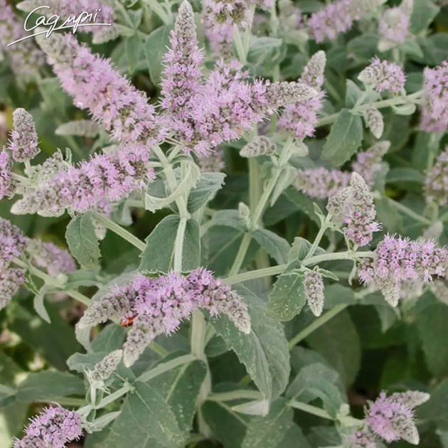 М'ята довголиста 'Buddleia'. Контейнер 2л - зображення 3