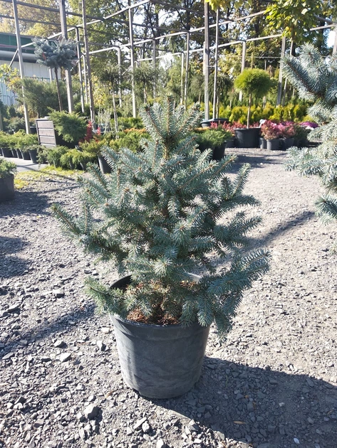 Ель Super Blue Seedling H0.5м - изображение 3