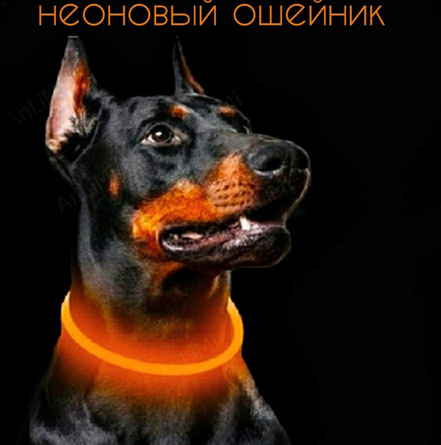 Ошейник для собак Led неон ОРАНЖЕВЫЙ размер маленький 35см (OM18 ...