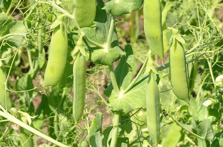 Семена Горох Овощное чудо, 10 г (GL Seeds) - изображение 4