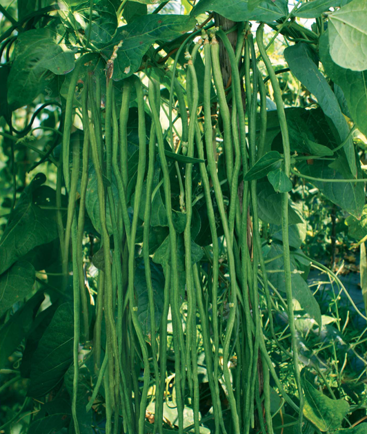Насіння Вігна Шарлотта, 10 шт (GL Seeds) - зображення 3