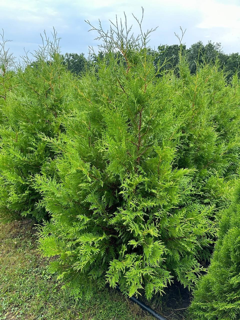 Купить Туя Брабант в интернет-магазине ROZETKA | 🌳 Цены на саженец туи ...