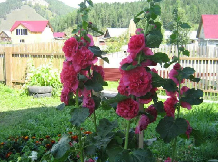 Насіння Мальва Пурпур Чатерс Стрейн, махрова, 0,3 г (GL Seeds) - зображення 4