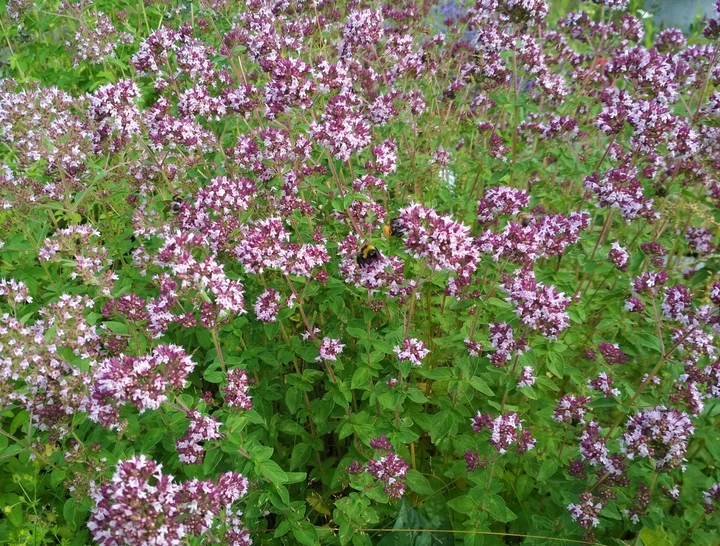 Насіння Орегано (Душиця) Хуторянка, 0.1 г (GL Seeds) - Фото 3 Насіння Орегано (Душиця) Хуторянка, 0.1 г (GL Seeds) - зображення 3