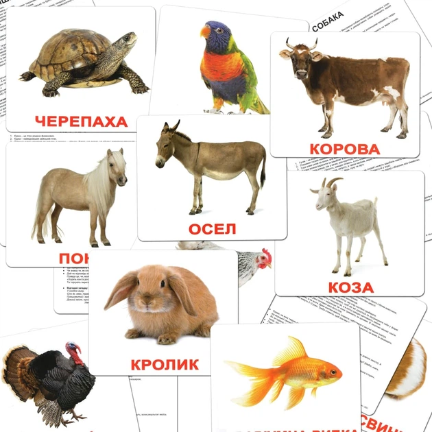 Набор ламинированных карточек Домана “Мой первый чемодан” на рус. 2100065135315 - изображение 8