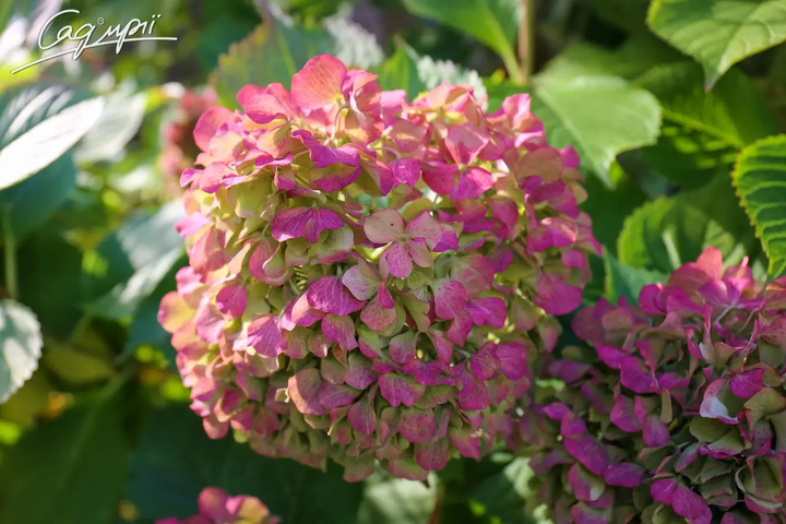 Гортензия крупнолистная 'Bouquet Rose'. Контейнер 3л - изображение 2