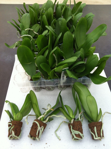 Lycoris.　0825 WIXOSS【公式】 on X: 