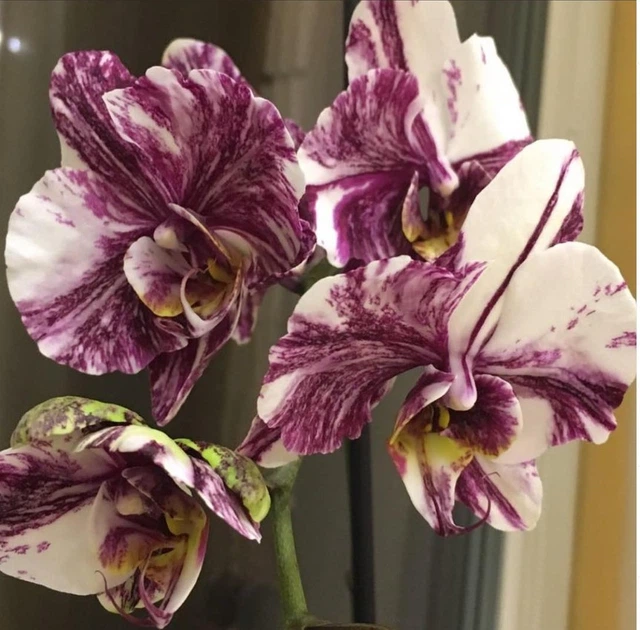 hippie 　fantasista Deez hippie 様専用 fantasista Deez