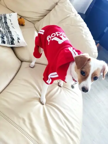 Костюм спортивный для собак Adidog красный XXL - изображение 3