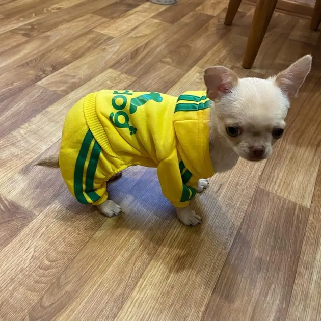 Костюм спортивный для собак Adidog жёлтый XL - Фото 3 Костюм спортивный для собак Adidog жёлтый XL - изображение 3