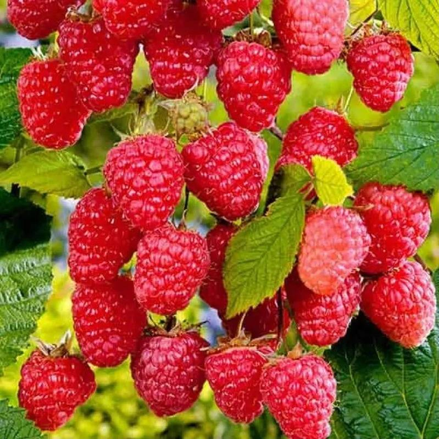 Бесшипая малина Столешник (ОКС) – фото, отзывы, характеристики в ...