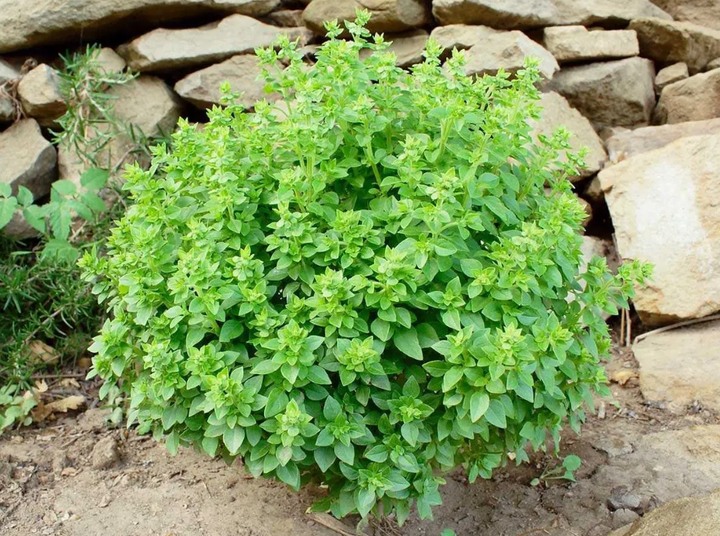 Семена Базилик Грецкий, карликовый, 0,5 г (Anseme) - изображение 4