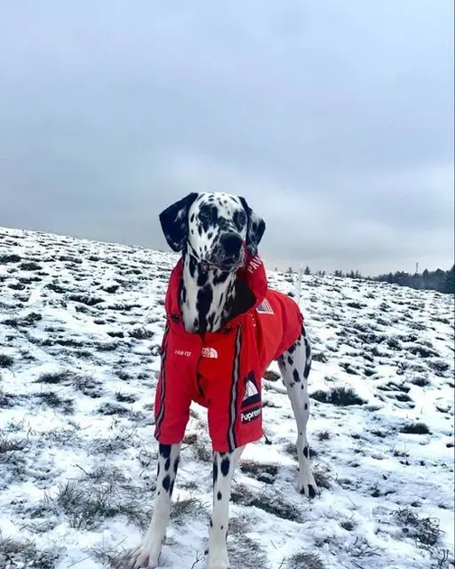 Куртка ветровка с тонкой подкладкой водонепроницаемая the dog face для собак красная S размер - Фото 6 Куртка ветровка с тонкой подкладкой водонепроницаемая the dog face для собак красная S размер - изображение 6
