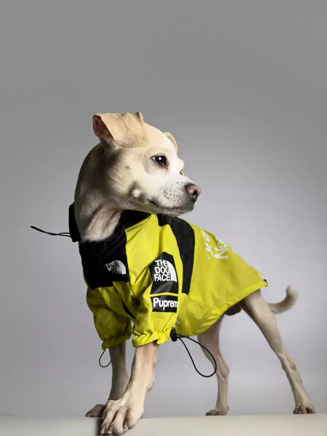 Куртка ветровка с тонкой подкладкой водонепроницаемая the dog face для собак желтая L размер - Фото 3 Куртка ветровка с тонкой подкладкой водонепроницаемая the dog face для собак желтая L размер - изображение 3